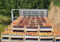 Domeniile Ostrov/Fructele noastre sunt sănătate pură și made in Romania